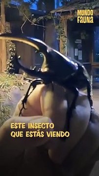 Conoce al escarabajo Hércules, uno de los insectos más grandes de esta especie