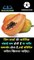 papaya fruit benefits | benefits of papaya leaf | पपीता फल लाभ #shorts #benefits #papaya