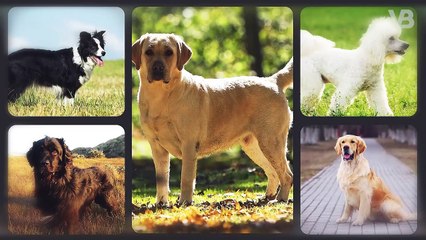 Keep Away Your Baby from your Presa Canario!