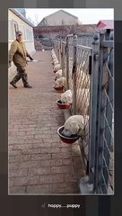 Labrador Retriever Kennel #shorts