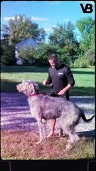 Magnificent Lesser-Known Large Dog Breeds