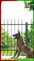 Malinois Is The Smartest Dog Breed #shorts