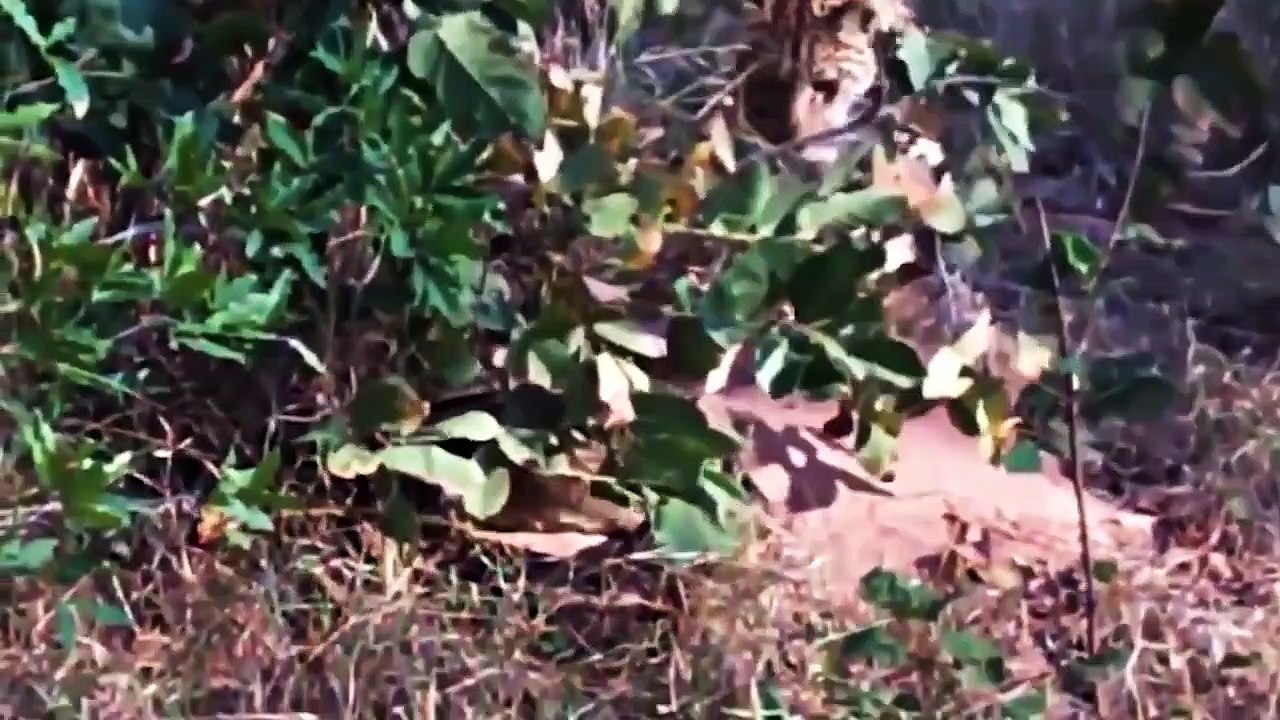 Leopard Mistakes When Challenged Python – Giant Python Swallowing Leopard Cubs To Revenge