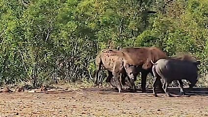Hero Warthog's Simple Strategy to Save Baby from Crocodile, Tiger & Hyena 🦛🦁