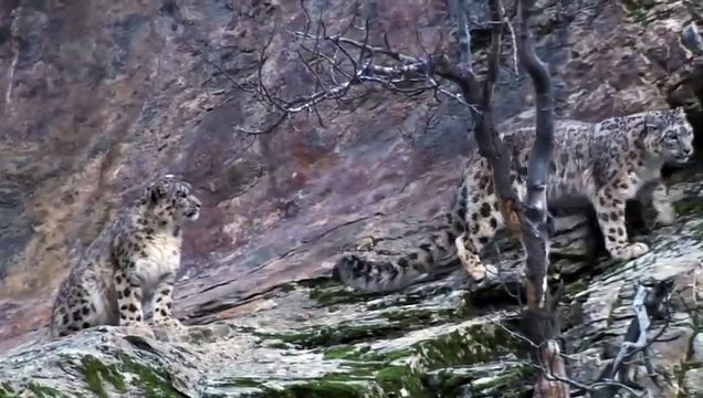 Mother Mountain Goat Protect Her Baby From Snow Leopard Hunting, Animals Hunt Fail