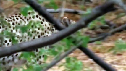 Very touching story   Mother Ostrich Don’t Protect Her Newborn From Cheetah, Lion Hunting