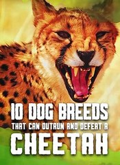 Only These Dog Breeds Can Beat a Cheetah