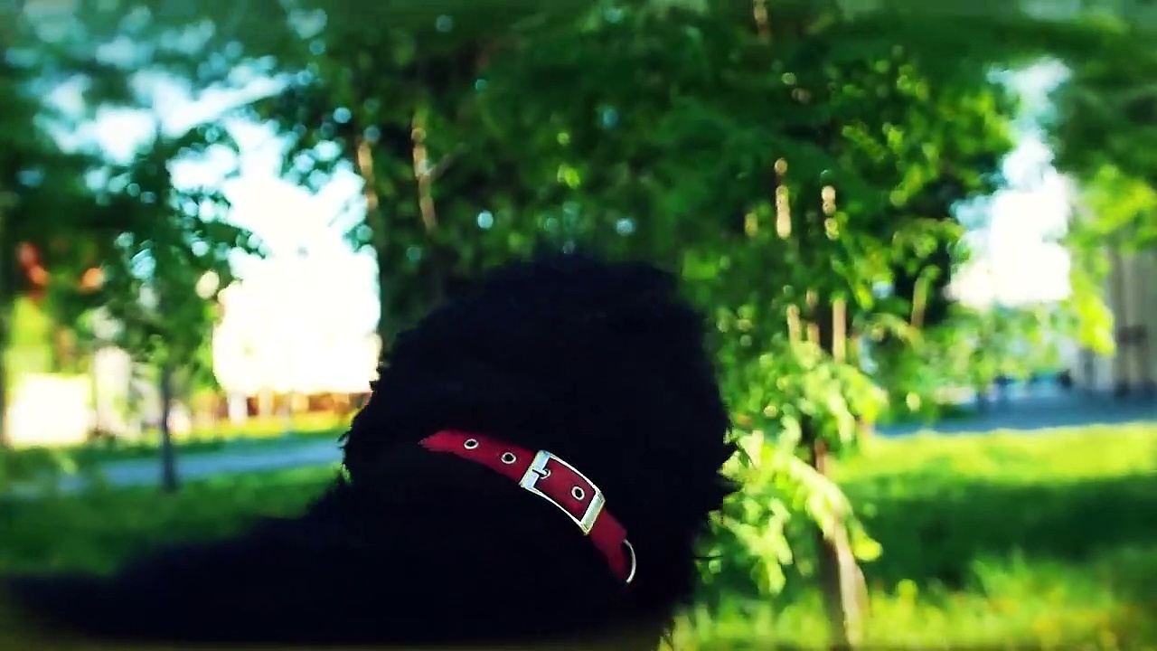 THE TOP 10 MIXED DOG BREEDS