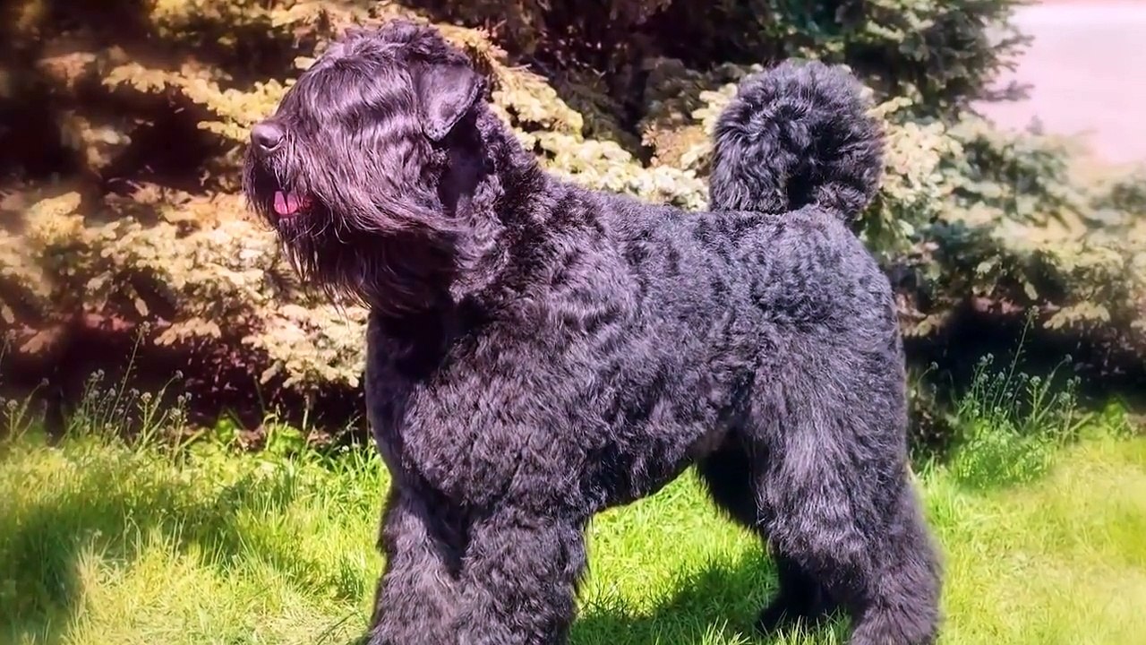 THESE ARE THE 10 BADASS GUARD DOG BREEDS