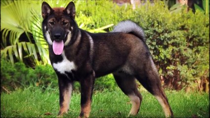 THE 10 MOST WOLF LOOKING DOG BREEDS