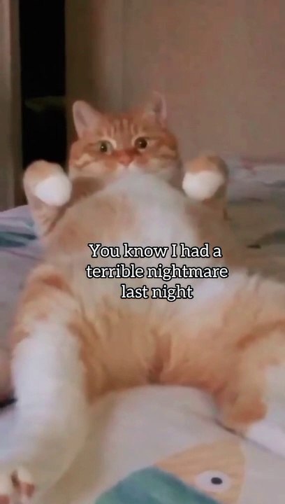 Funny Cat / Monday Again