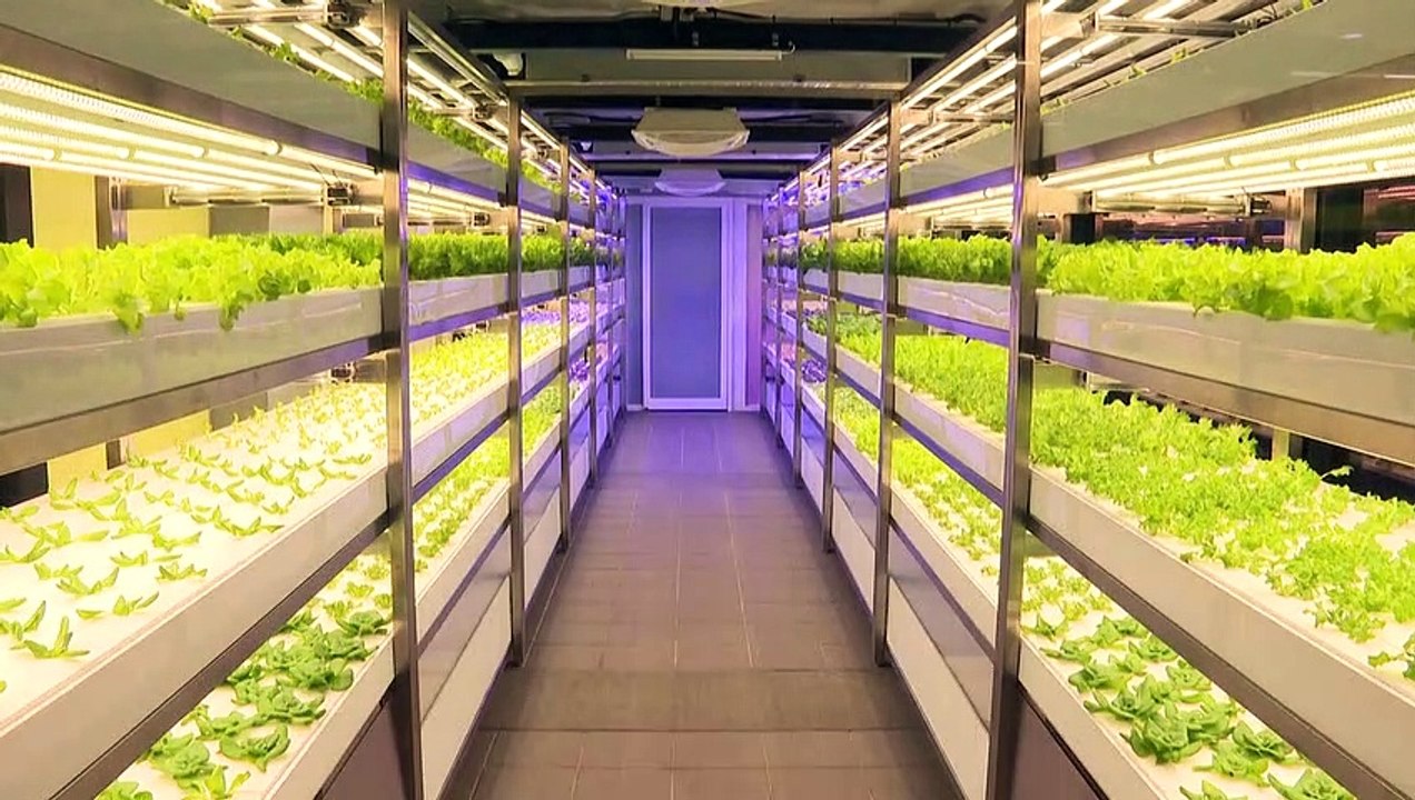 Subway salad: Taiwan metro grows organic vegetables underground