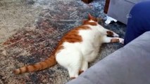 Obez kedi 'mide botoksu' ile zayıfladı