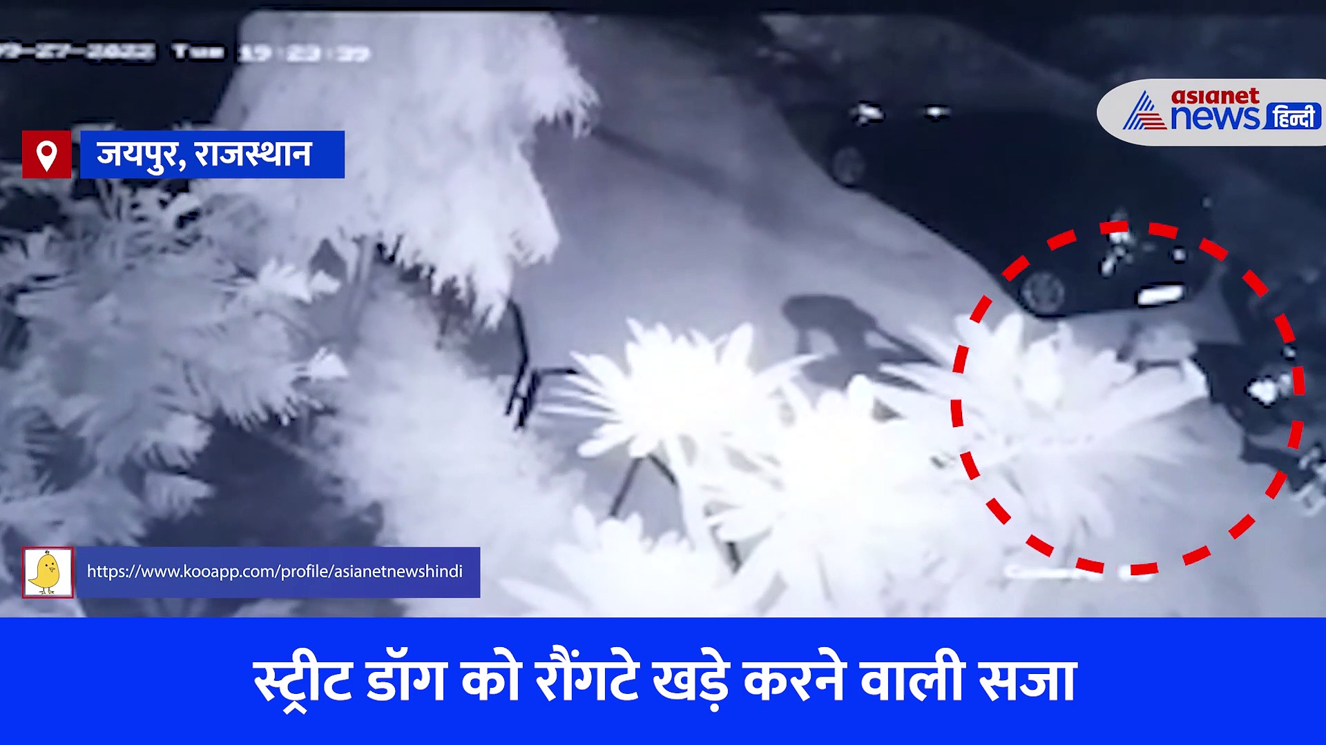 Shocking Video: घर के बाहर सो रहे स्ट्रीट डॉग के सिर को पत्थर से कुचला, कुत्ते को तड़पते हुए देखता रहा हत्यारा