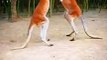 Kangaroo Fighting Videos _  Animals Fighting Videos 2022 _ Cute Animals Yt #shorts #animals #video