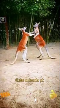 Kangaroo Fighting Videos _ Animals Fighting Videos 2022 _ Cute Animals Yt #shorts #animals #video