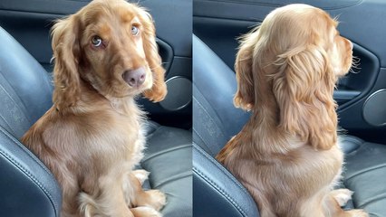 PRETTY cocker spaniel gives her owner the look of LOVE