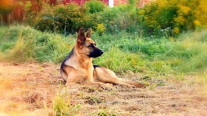 10 Dogs That Will Give Their Lives For You