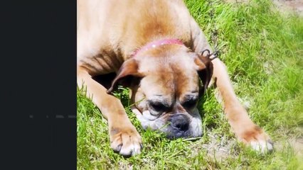 10 Dogs That Will Stand By Your Side (No Matter What)