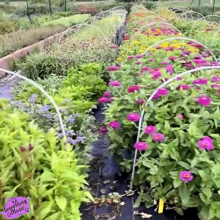 Beautiful Relaxing Hymns, Peaceful Instrumental Music, "Friday Morning Sunrise"