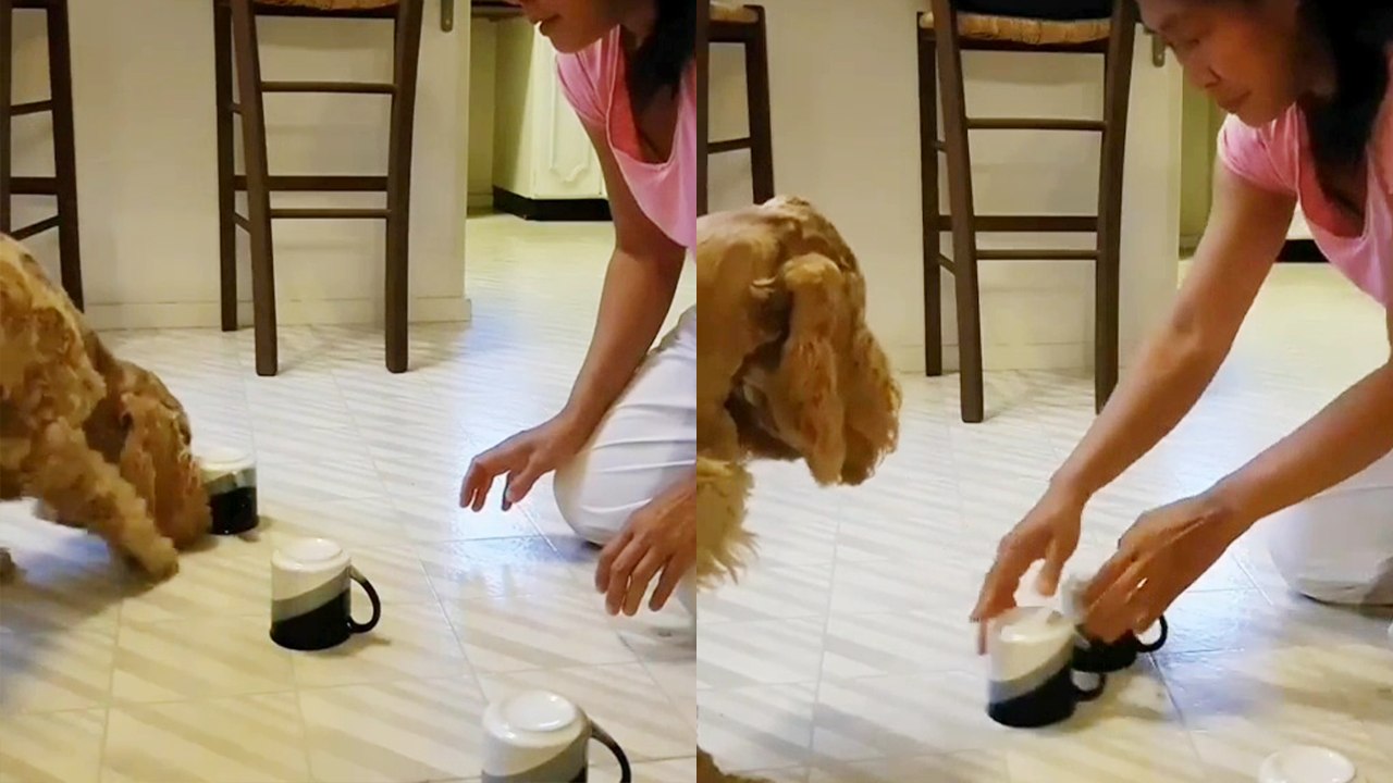 Smart dog picks the right cup during three-cup shuffling trick
