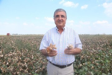 RENKLİ PAMUKLAR BU YIL 3 BİN DÖNÜME EKİLDİ; HEDEF, AVRUPA VE ABD MARKALARI