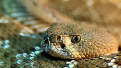 10 Incredible Scientific Facts About Animals