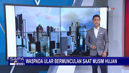 Kaget! Ular Sanca Sepanjang 2,5 Meter Ditemukan di Sela Pintu Toko