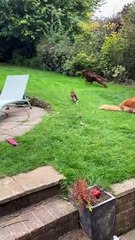 Kitty Chases Dog Around Yard