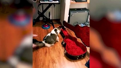 Смешные моменты с людьми и животными #136