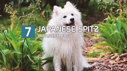 10 Amazing Japanese Dog Breeds