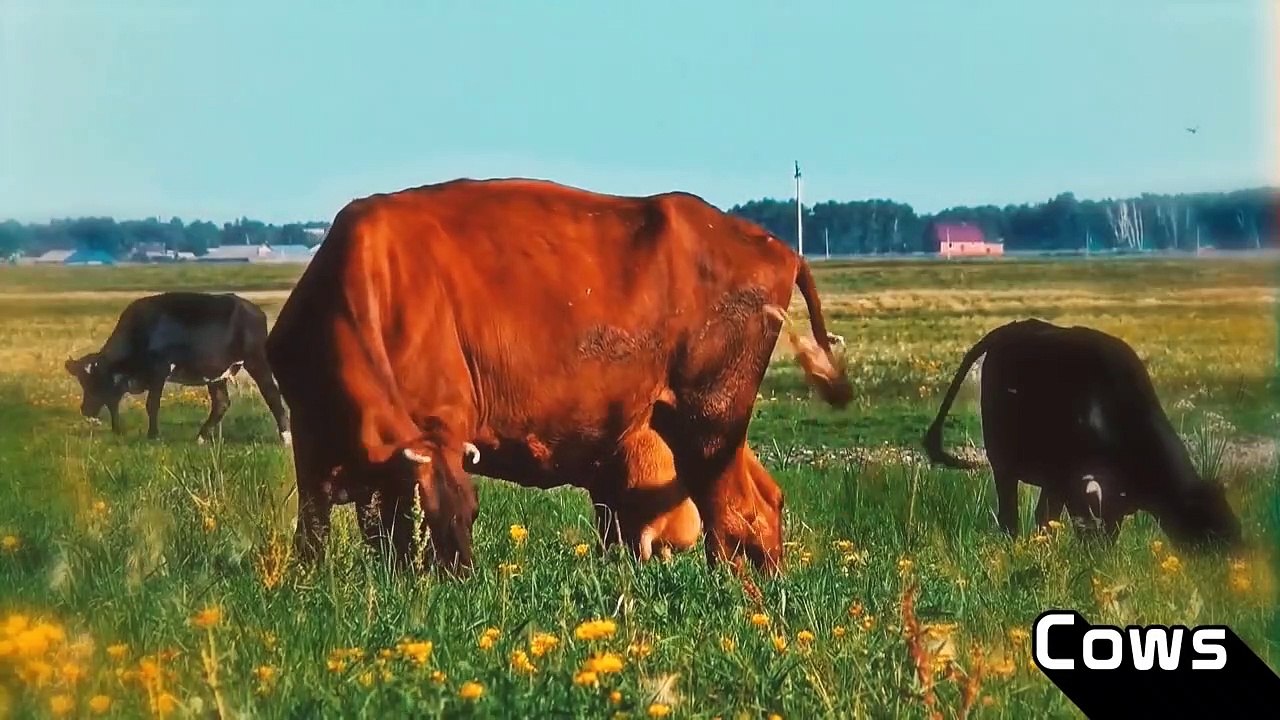 10 Animals Who Are Almost as Smart as Humans