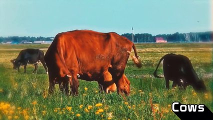 10 Animals Who Are Almost as Smart as Humans