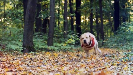 10 Dog Breeds That Are Known For Their Gentle Spirit