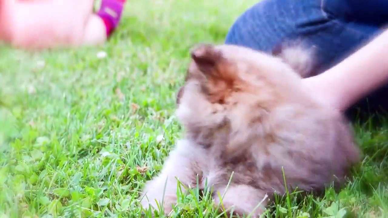 10 Dog Breeds That Have The Cutest Puppies