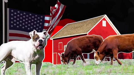 10 Dogs That Are Most Similar to Pitbulls