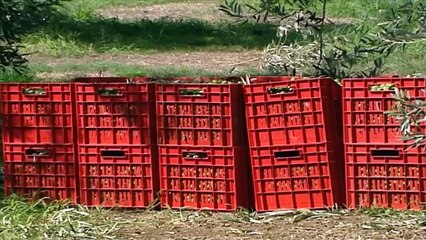 Φθιώτιδα: Χωρίς εργατικά χέρια η συγκομιδή βαμβακιού και ελιάς - Σε απόγνωση οι αγρότες