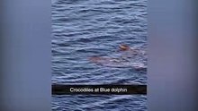 Une femme en vacances enregistre des images de "crocodiles" nageant au large des côtes britanniques