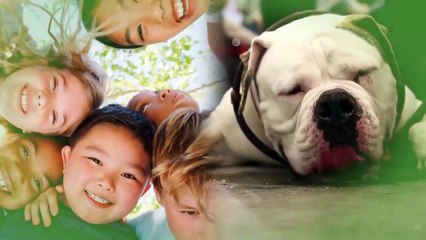 American Bulldogs are Nightmare for Children!