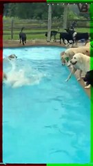 ALL DOGS ARE GOOD SWIMMERS #shorts