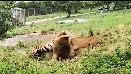 Amazing Wild Animals Hunt - Wild Animal Fights Caught On Camera   Lion, Tiger, Wildebeest, Snake