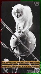 An American Eskimo Dog Was the First Dog Known to Walk a Tightrope #shorts