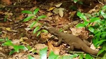 Best of Porcupine save Lizard from King Cobra   Python vs Porcupine   Animals Save Another Animals