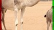 CAMELS STORE WATER IN THEIR HUMPS #shorts