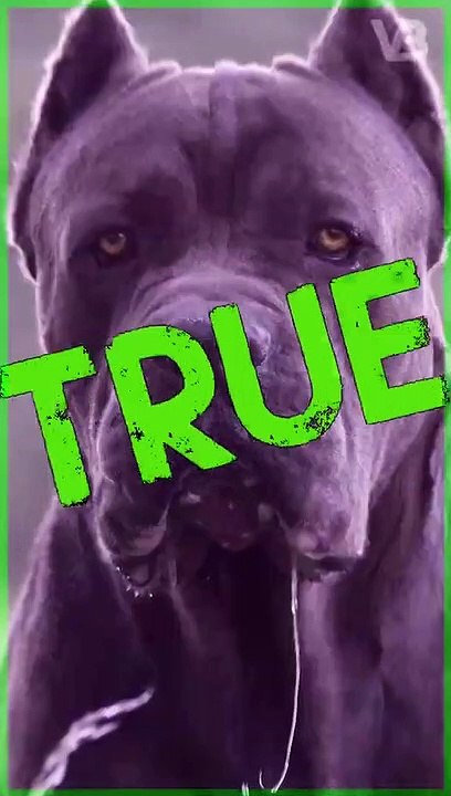 Cane Corso's Were Used to Hunt Apex Predators - TRUE or FALSE
