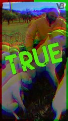 Creating The Dogo Argentino Was Difficult #shorts