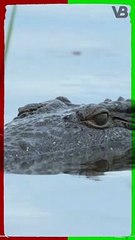 Crocodiles Can Sleep Only With One Eye Closed #shorts