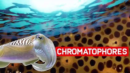 Do Animals Have a Communication Technique