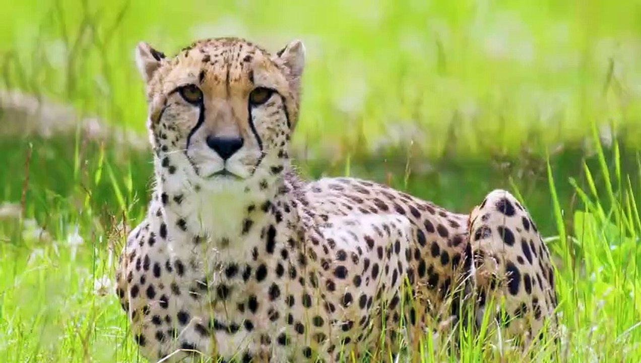 Do Animals Really Get High