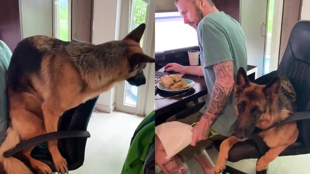 Working from home is awesome they said, you can spend more time with your dog they said